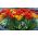 Selezione di tulipani rossi e arancioni + giacinto di uva bianca e blu - 60 pz - 