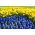 Giacinto a fiore blu e giunchiglia - set di 40 pezzi - 