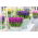 Lila-blommig hyacint uppsättning - 27 st - 