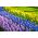 Giunchiglia, giacinto a fiore color lavanda e giacinto blu - set da 28 pezzi - 