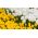 Set tulipano bianco e giallo - 50 pezzi - 