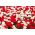 Ensemble de tulipes doubles à fleurs blanches et rouges - 50 pcs - 