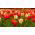 Hoa tulip đỏ và hoa thủy tiên trắng - bộ 50 mảnh - 