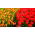 Conjunto de tulipas - vermelho e abricó com borda amarela - 50 peças - 