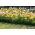 Tulip and daffodil set – white, yellow, pink–white tulips and white daffodil – 60 pcs