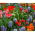 Unusual tulips and blue grape hyacinth – 29 piece set