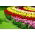 Ensemble de quatre couleurs des tulipes extraordinaires - 60 pcs - 