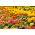 Dahlia-bloemrijke zinnia + Franse goudsbloem - een set zaden van twee soorten - 