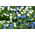 Alpine forget-me-not - blå og hvit, et sett med frø av to varianter - 