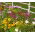 Coneflower (Susan cu ochi negri) + cosmos - semințe de 2 specii - 