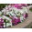 Vit och rosa petunia - frön av 2 sorter - 