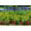 Mealycup salvie, marigold og begonia - frø af 3 arter - 