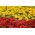 Kontinuerlig blomstrende rød begonia + storblomstret gul fransk guldfisk - frø af 2 blomstrende planters arter - 