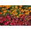 Begonia roja en continuo florecimiento + caléndula francesa - semillas de 2 especies de plantas con flores - 