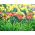 มงกุฎแดงและ jonquil - 18 ชิ้น - 