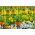 Ensemble de sélection couronne orange impériale et narcisse - 18 pcs - 
