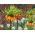 Oranje kroon imperiale en witte narcis - 18 st - 