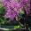 ユダの木の種子 -  Cercis siliquastrum - シーズ