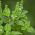 Basiilik - Floral Spires - 30 seemned - Ocimum basilicum