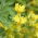 Creeper canaric, floare canarybird, viță canarybird, nasturtium canar - 8 semințe - Tropaeolum peregrinum