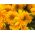 عباد الشمس الزينة - متوسطة طويلة متنوعة مع الزهور شبه مزدوجة - Helianthus annuus - ابذرة