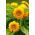 عباد الشمس الزينة - متوسطة طويلة متنوعة مع الزهور شبه مزدوجة - Helianthus annuus - ابذرة