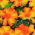 Tagetes patula - La Bamba - Tagetes patula L. - semi