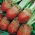 Mángold – Croesus - Beta vulgaris - magok