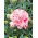 Kerti szegfű - Szabo - mix - 250 magok - Dianthus caryophyllus Chabaud