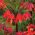 Corona rossa imperiale - confezione grande! - 9 pezzi - 