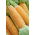 Sugar corn "Rustler F1"