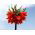Corona rossa imperiale - confezione grande! - 9 pezzi - 