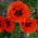 Poppy oriental "Allegro" - 630 biji - Papaver orientale