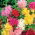 Malva real - Majorette - mix - Althaea rosea - semillas