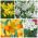 Selection of low growing daffodils – 60 pcs