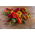 Pepper Mix- Set-Nr. 1 - 8 Samen von Paprika