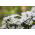Aster nain "Pepite" - blanc - 