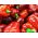 BIO Paprika - Zertifiziertes Bio-Saatgut