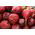 Kumbang merah "Karmazyn" - KEPUTUSAN TEPAT - Beta vulgaris var. Conditiva - benih