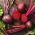 Kumbang merah "Karmazyn" - KEPUTUSAN TEPAT - Beta vulgaris var. Conditiva - benih