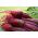 Bit merah "Opolski" - SEED TAPE - Beta vulgaris var. Conditiva - biji