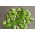 Broad bean 'Bizon' - ความหลากหลายในช่วงต้น -  Vicia faba 'Bizon' - เมล็ด