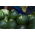 Courgette, Zucchini - Tondo di Piacenza - Early Round Zucchini for Cooking and Preserving - Fresh Seeds