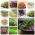 Kiemen zaden - GIANT set - 27 stuks + sprouter met 3 trays - 