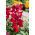 Snapdragon "Aramis" yang tumbuh rendah - merah - Antirrhinum majus - biji