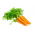 Carote - Jagna - semi pellettati - Daucus carota ssp. sativus 