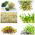 Semințe de germinare - pachet mare - set de 6 piese - 
