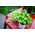 Mini garden - Green basil - untuk budaya balkon dan teras - Ocimum basilicum  - biji