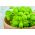 Mini garden - Green basil - untuk budaya balkon dan teras - Ocimum basilicum  - biji
