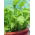 Kebun Mini - Daun potong yang gurih - untuk penanaman di balkon dan teras -  Cichorium intybus, Cichorium endivia, Brassica rapa var. japonica, Lactuca sativa - biji